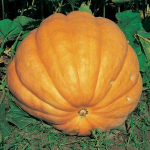 Pumpkin Dills Atlantic Giant Seeds