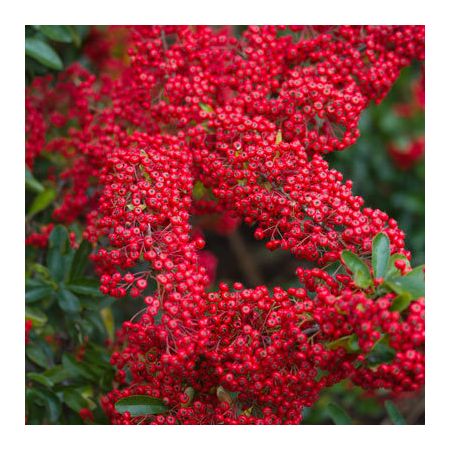 Pyracantha Red Column