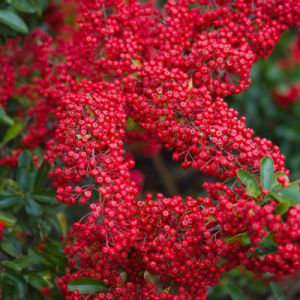 Pyracantha Red Column