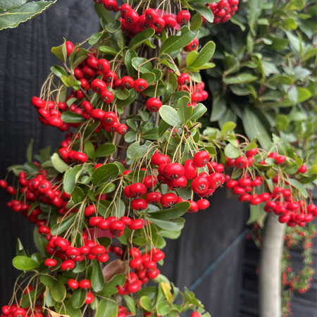 Pyracantha Red Column - image 1