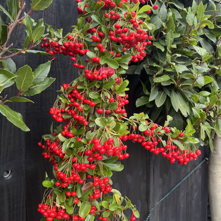 Pyracantha Red Column - image 2