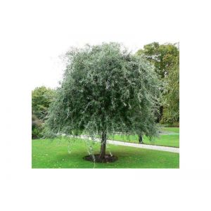 Pyrus salicifolia Pendula Weeping Pear