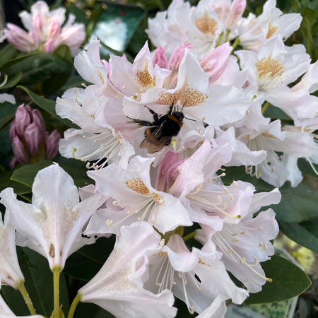 Rhododendron Christmas Cheer