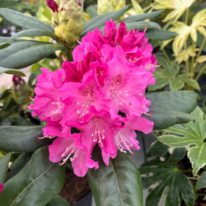 Rhododendron Pink Lady