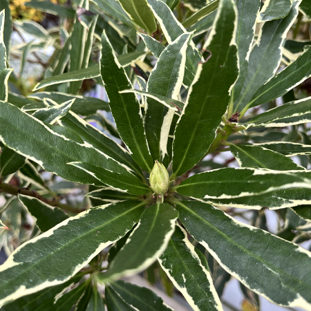 Rhododendron ponticum Variegatum