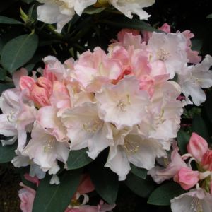 Rhododendron yak. Dreamland