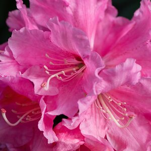 Rhododendron Yakushimanum Porzellan