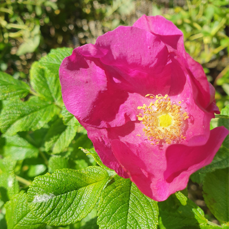 Rosa rugosa