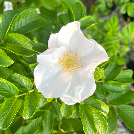 Rosa rugosa Alba