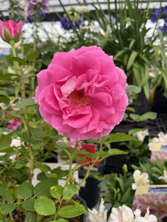 Rose Claire Marshall 5 Litre pot