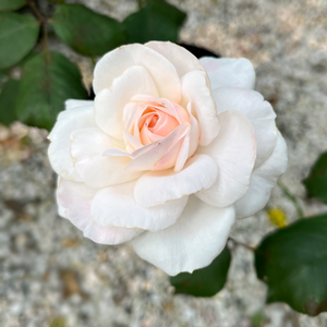 Rose English Miss - image 1