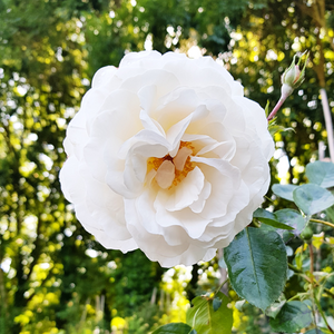 Rose Iceberg Climber