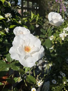 Rose Margaret Merril 5 Litre pot