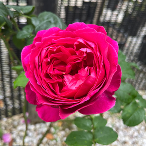 Rose Othello