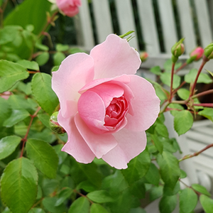 Rose Queen Elizabeth Floribunda