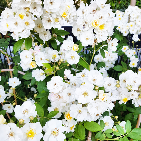 Rose Rambling Rector