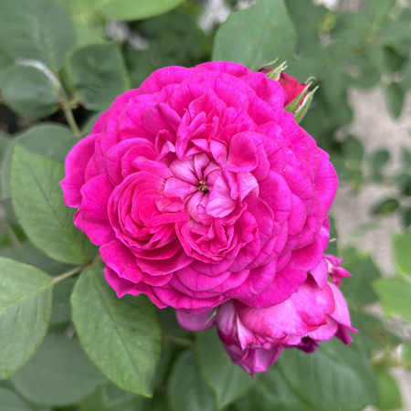 Rose Reine des Violettes