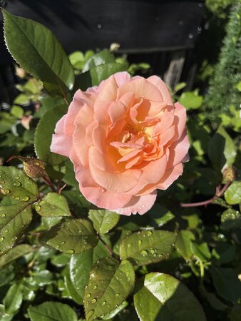 Rose Rosemary Harkness 5 Litre pot