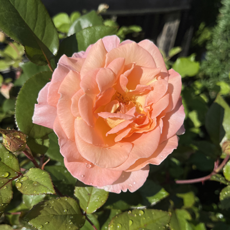 Rose Rosemary Harkness 5 Litre pot