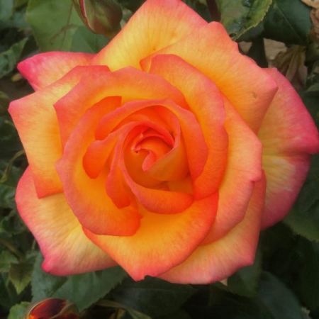 Rose Sheila's Perfume - Goldcliff Garden Centre