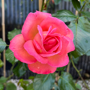 Rose Shot Silk - image 1