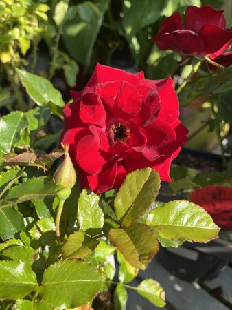 Rose Special Grandad 5 Litre pot