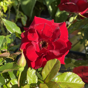 Rose Special Grandad 5 Litre pot