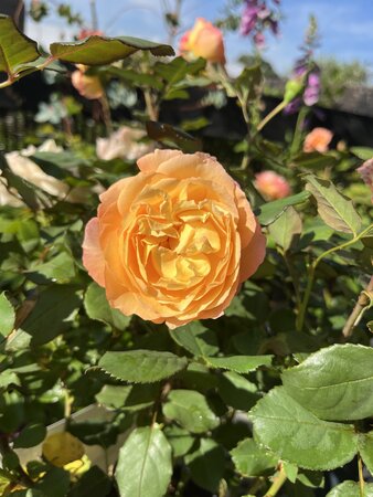 Rose Well Being 5 Litre pot