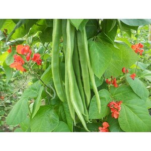 Runner Bean Benchmaster Seeds