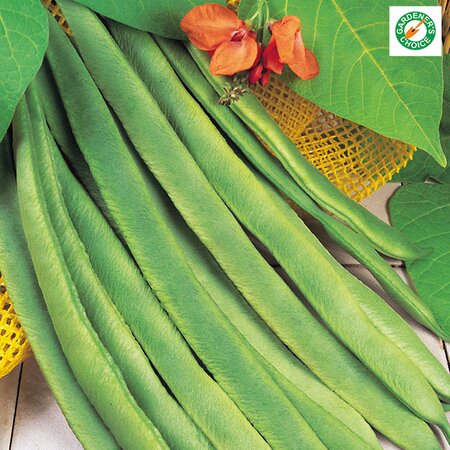 Runner Bean Enorma Seeds