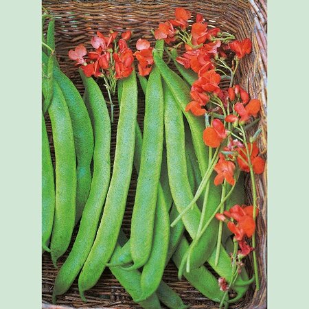 Runner Bean Lady Di Seeds