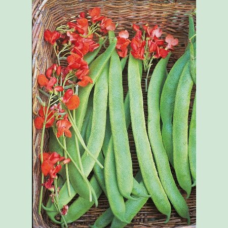 Runner Bean Prizewinner Seeds