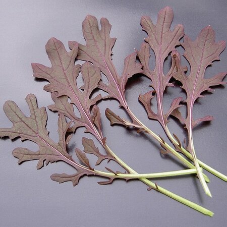 Salad Leaf Mustard Red Frills Seeds