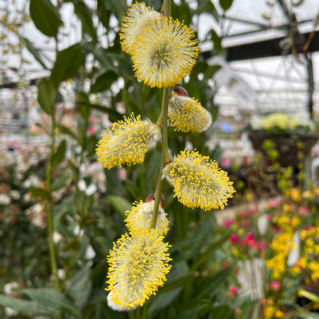 Salix caprea Pendula