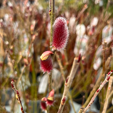 Salix gracilistyla Mount Aso - image 1