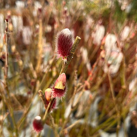 Salix gracilistyla Mount Aso - image 2