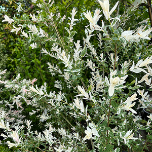 Salix integra Hakuro-nishiki