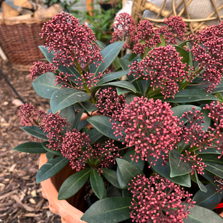 Skimmia jamonica Rubella