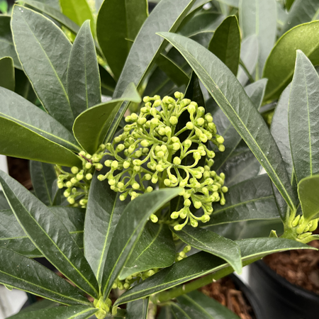 Skimmia x confusa Kew Green