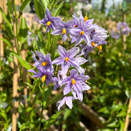 Solanum crispum Glasnevin