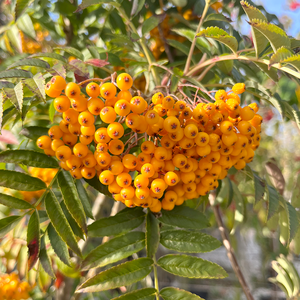 Sorbus Apricot Queen