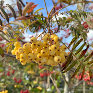 Sorbus aucuparia Joseph Rock