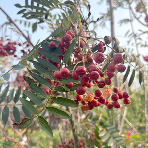 Sorbus Eastern Promise Mountain Ash