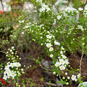 Spiraea nipponica Snowmound
