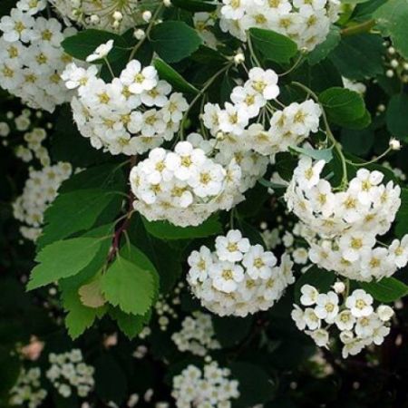 Spiraea x vanhouttei