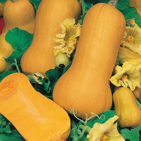 Squash Waltham Winter Butternut Organic Seeds