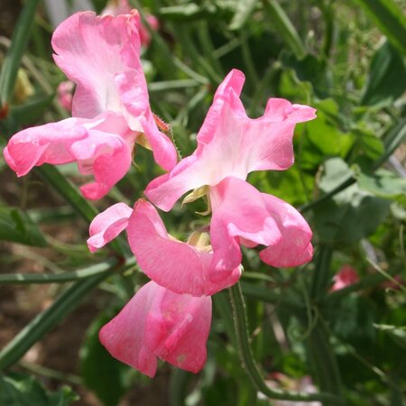 Sweet Pea Mrs Bolton Seeds