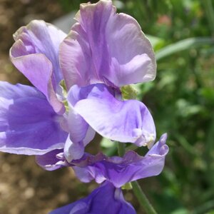 Sweet Pea Noel Sutton Seeds