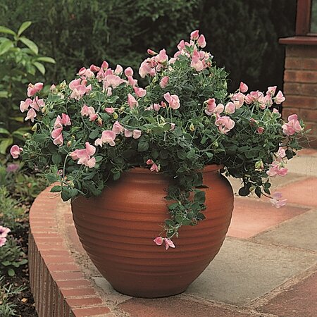 Sweet Peas Cupid Pink Seeds