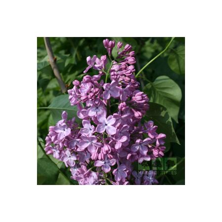 Syringa Katherine  Havemeyer  Lilac